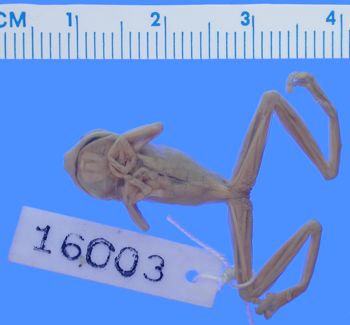 Media type: image; Herpetology A-16003